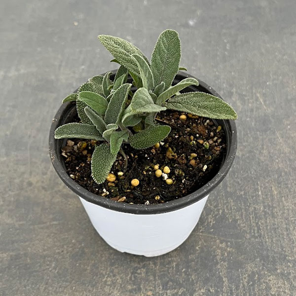 クッキングハーブ：コモンセージ3.5号ポット