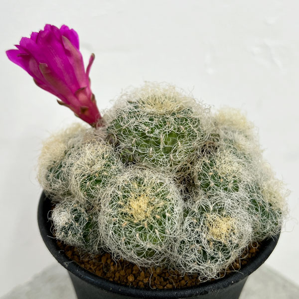 園芸ネット本店｜[ザ・ファームセレクト]スルコレブチア：ヘルトゥーシ