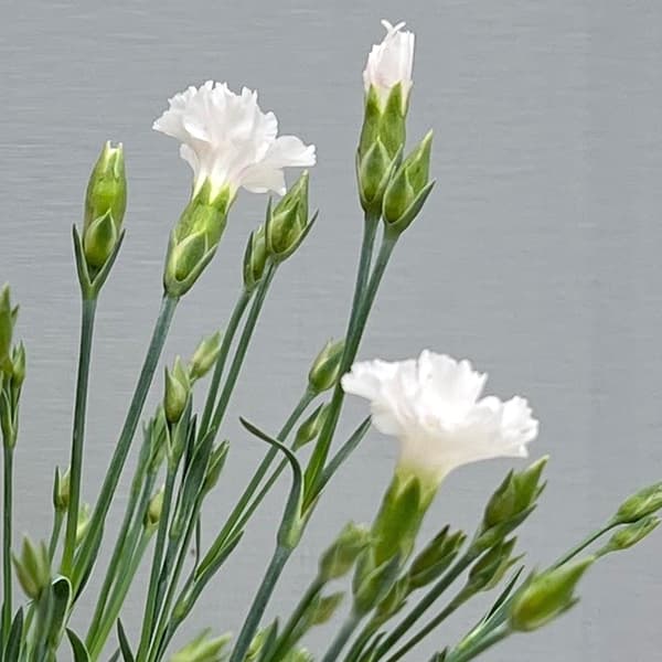 ナデシコ（四季咲きナデシコ）：極小輪・白雪姫ホワイト2.5号ロングポット