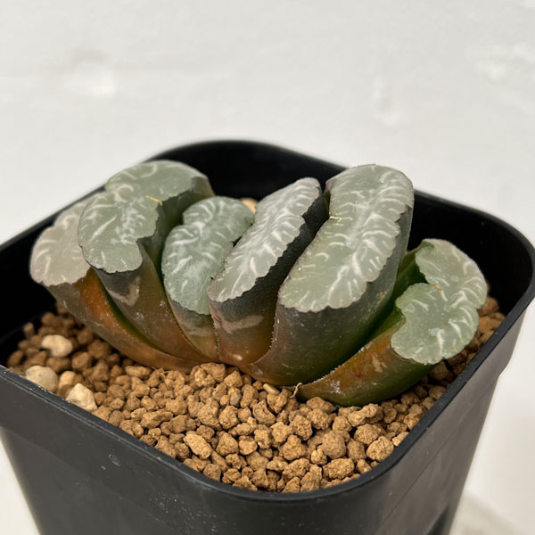 引き取り割引あり　ハオルチア 玉扇 楽天市場】☆特価☆多肉植物：ハオルチア 玉扇114 透明緑線*幅