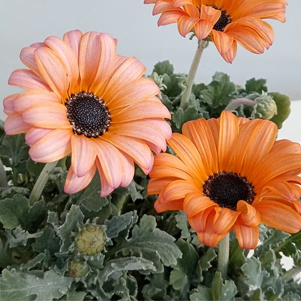 アークトティス：マジック　フラミンゴ3.5号ポット