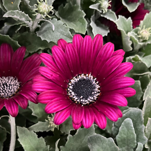 アークトティス：マジック　フクシア3.5号ポット