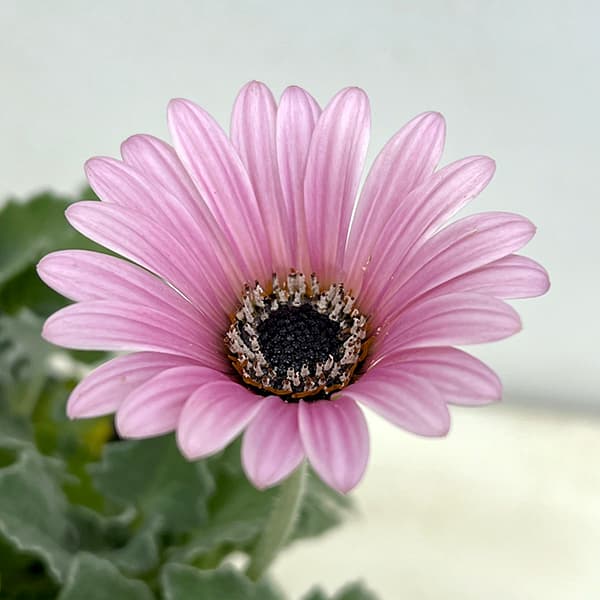 アークトティス：マジック　ピンク3.5号ポット