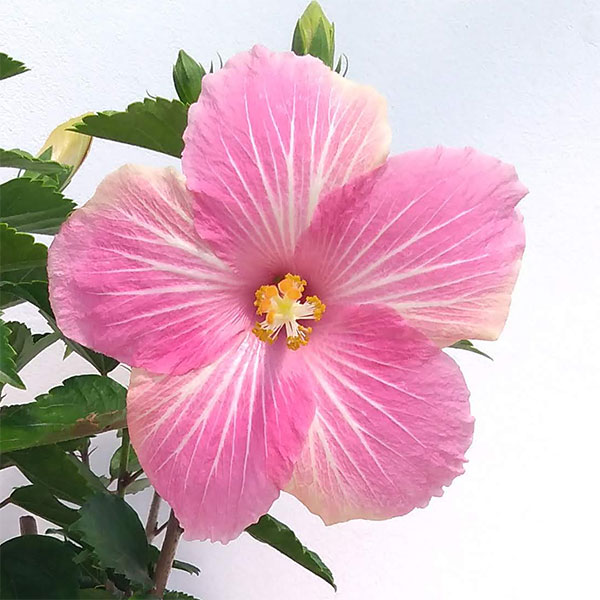 [26年6月中下旬予約]ハイビスカス：コメットピーチ 5号鉢植え