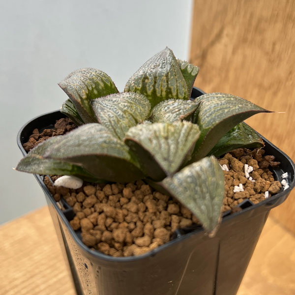 園芸ネット本店｜ハオルチア：孫悟空 2.5号スクエア鉢 の通販【公式】