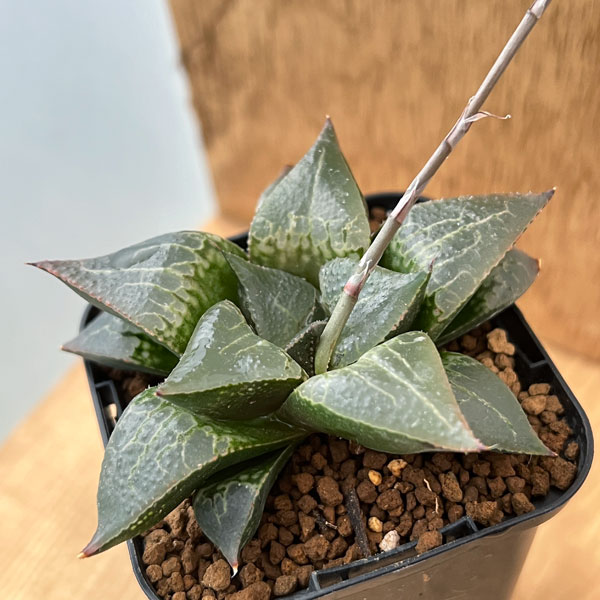 園芸ネット本店｜ハオルチア：紅雷光 2.5号スクエア鉢 の通販【公式】