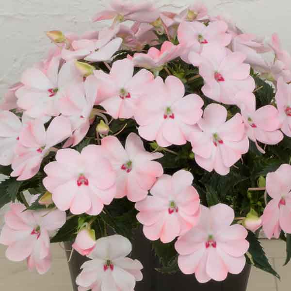 [26年4月上旬予約]インパチェンス：サンパティオ(R)ブラッシュピンク3.5号ポット 6株セット