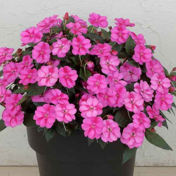 サンパチェンス(R)：パープルキャンディー3.5号ポット苗 3株セット