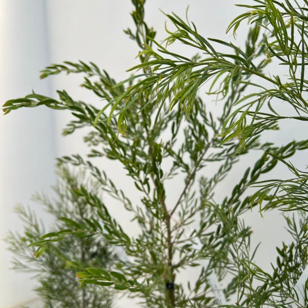 アカシア：コグナータ（細葉）6号鉢植え