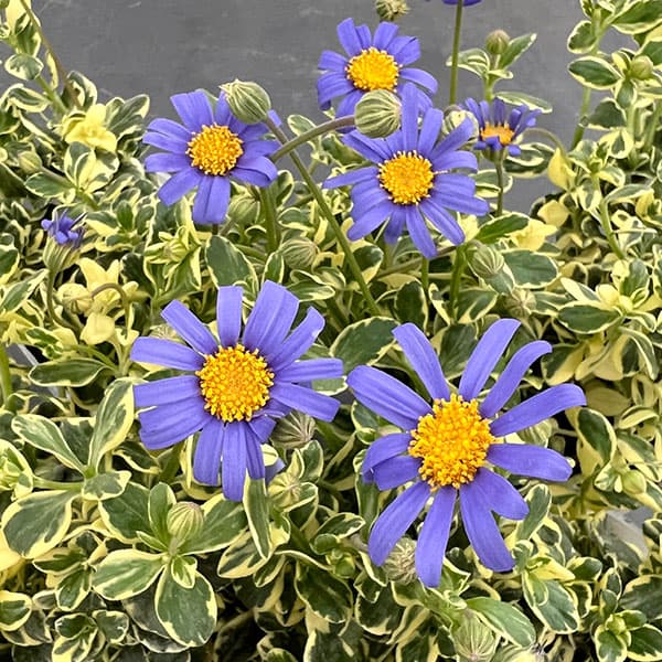 ブルーデージー様専用