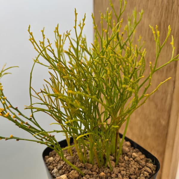 マツバラン：羽衣錦（ハゴロモニシキ）3号鉢植え
