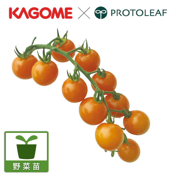 [送料無料][26年4月下旬予約]トマト（ミニ）：こあまちゃん(R)オレンジ自根苗3号ポット 24株セット