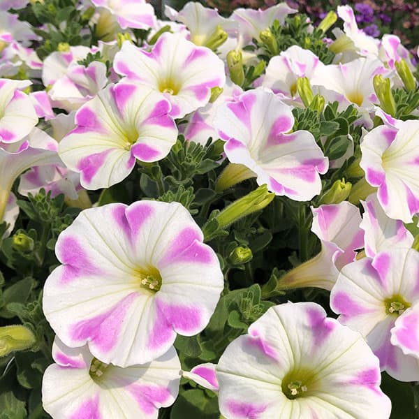 ペチュニア（宿根）：嵯峨野さくら3.5号ポット 6株セット