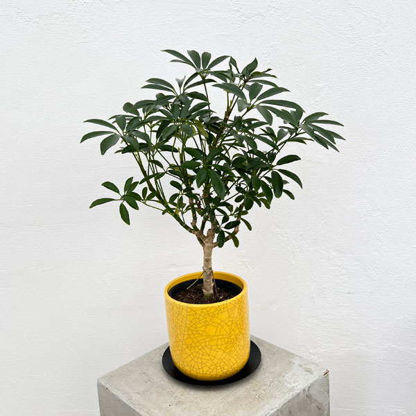 園芸ネット本店｜シェフレラ コンパクタ3.5号植え／ミヤビポットM