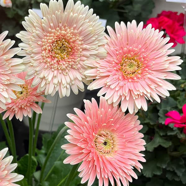 園芸ネット本店｜ガーデンガーベラ（ガルビネア）：マジェスティック