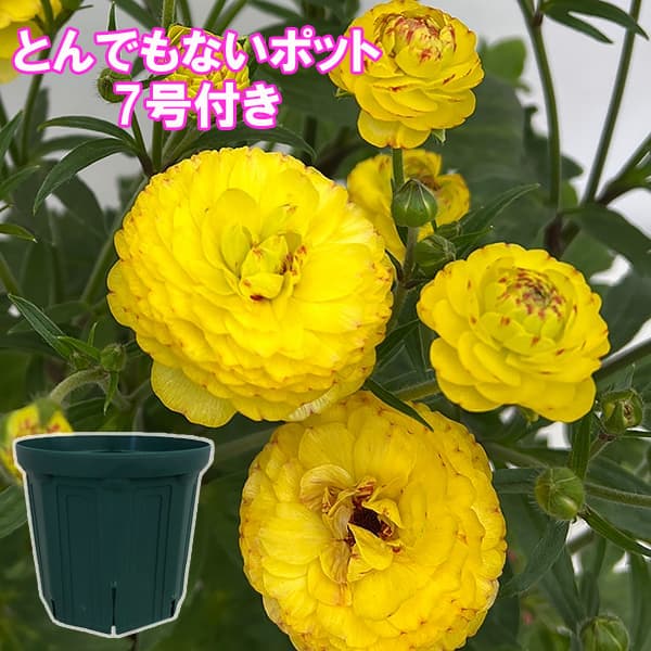 ラナンキュラス：ラックス　ピュタロス２3.5-4号ポット／とんでもないポット付き