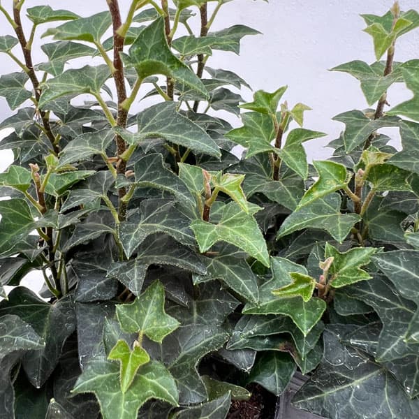 園芸ネット本店｜ヘデラ（アイビー）：ヘリックス ストリクタ2.5号