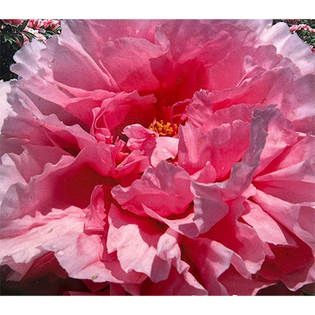 牡丹（ぼたん）：島美人（しまびじん）3～4年生苗7号鉢植え