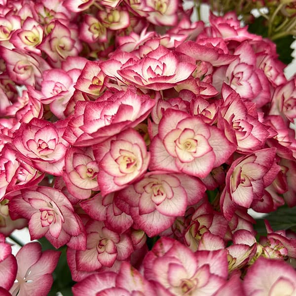 ミヤビグラスアイ　紫陽花、梅 ミヤビグラスアイ紫陽花、梅