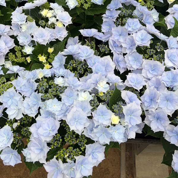 アジサイ：麗（うらら）ブルー 5号鉢植え