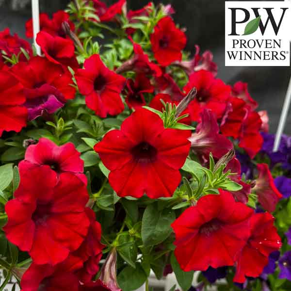 スーパーナチュレ　Super Nature ペチュニア：スーパーチュニアレッド5号ポット の通販 | 園芸ネット