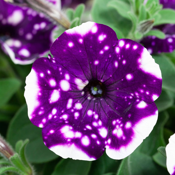 a*4様 26 激レア 超大株 アデニア ペチュエリー 現地球 鮮度抜群 a*4様 26 激レア 超大株 アデニア ペチュエリー 現地球 鮮度抜群 a*4様