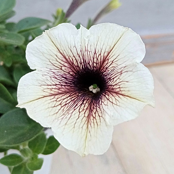 ペチュニア：ティー　ティラミス3.5号ポット