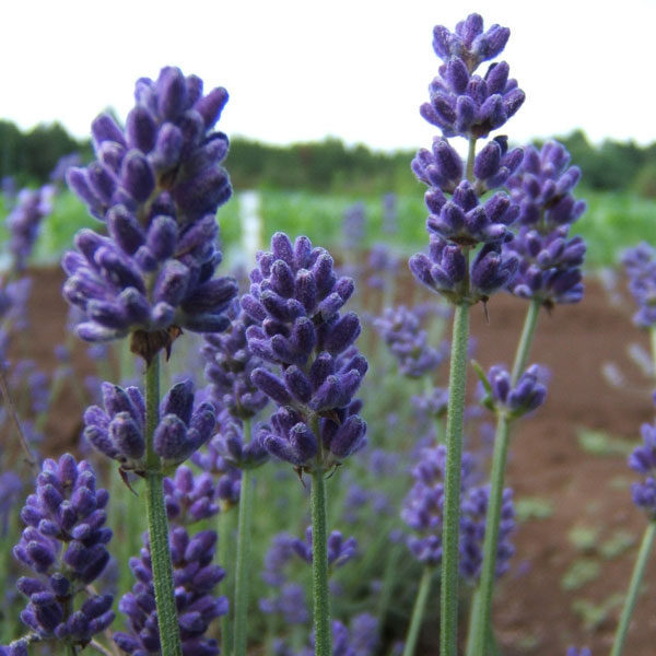 [26年4月下旬予約]ラベンダー（春苗）：アロマティコブルー5号鉢植え*