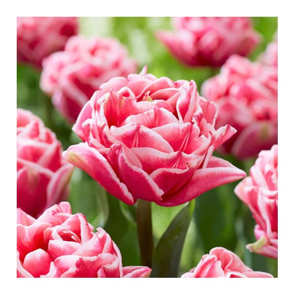 園芸ネット本店｜チューリップ：レッツダンス3球入り（DL） の通販【公式】