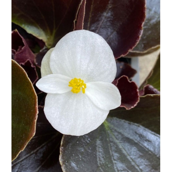 ベゴニア センパフローレンス：ナイトライフ（黒葉）ホワイト3号ポット