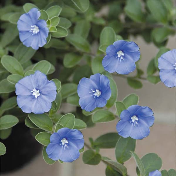 エボルブルス：アメリカンブルー3号ポット*