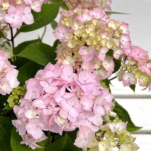 ヤマアジサイ：ぽじさい（R） 倉木てまり（クラキテマリ