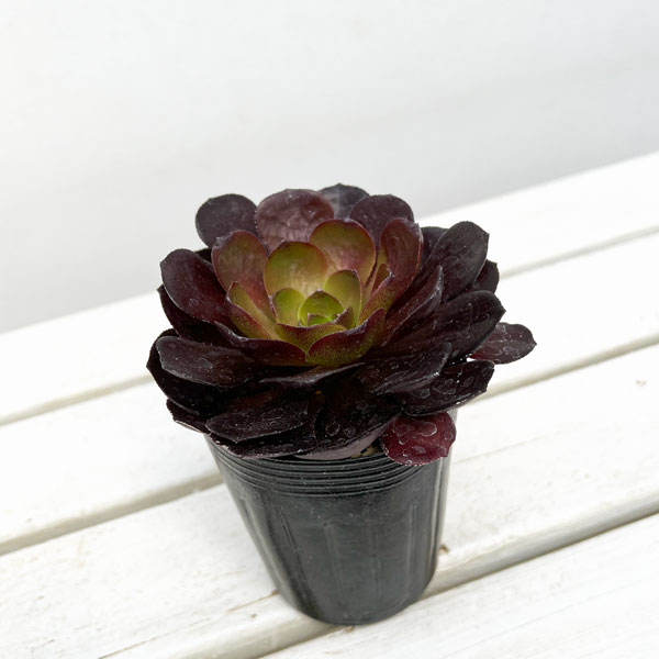 ★2023年10月新発売！注目品種「センポニウム・シエナ」限定販売 ３種　4号　11鉢セット センポニウム：ディスティニー 3号ポット の通販 | 園芸ネット