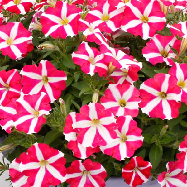 ペチュニア：アモーレ ピンクハート3.5号ポット