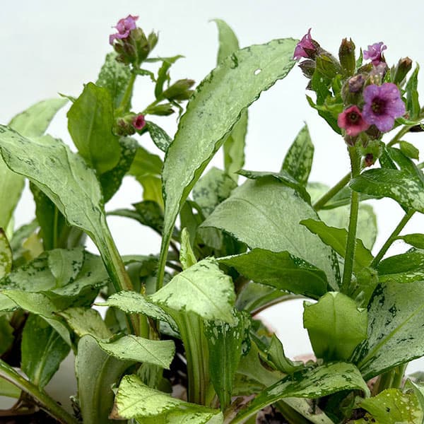 園芸ネット本店｜プルモナリア：シルバーブーケ3.5号ポット の通販【公式】