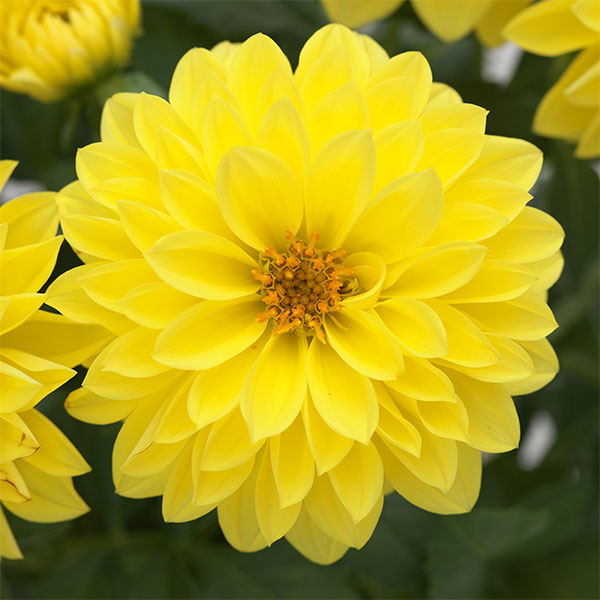 ダリア：ディアマンテ　イエロー3.5号ポット