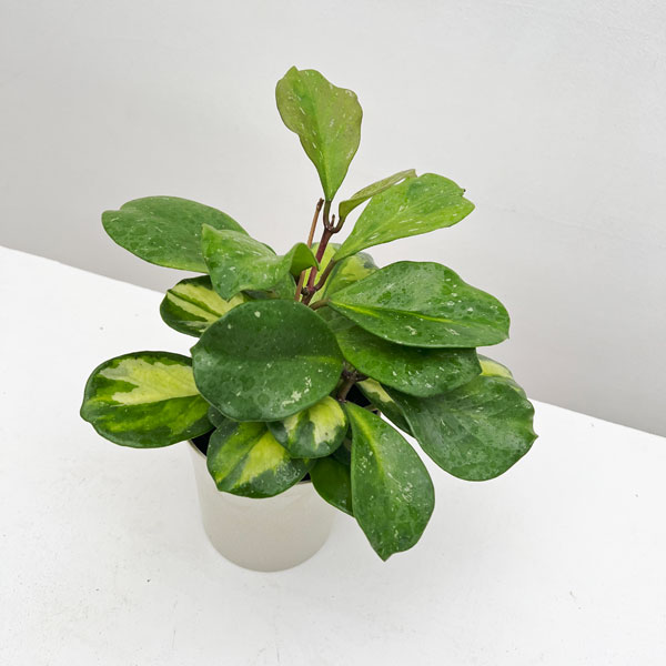 園芸ネット本店｜ホヤ：オボバタ（斑入り）4号 の通販【公式】