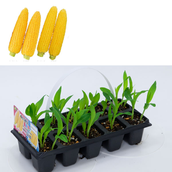 [26年4月下旬予約]とうもろこし：とうきび姉妹（わくわくコーン(R)TM82＆わくわくコーン(R)TM88）10連パック 2パック苗セット