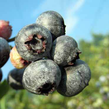 ブルーベリー（ハイブッシュ系）：ウェイマウス3.5号ポット