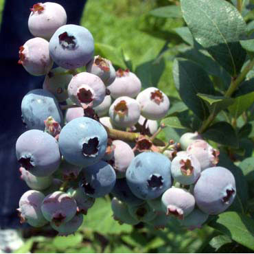 ブルーベリー（ハイブッシュ系）：ブルークロップ3.5号ポット