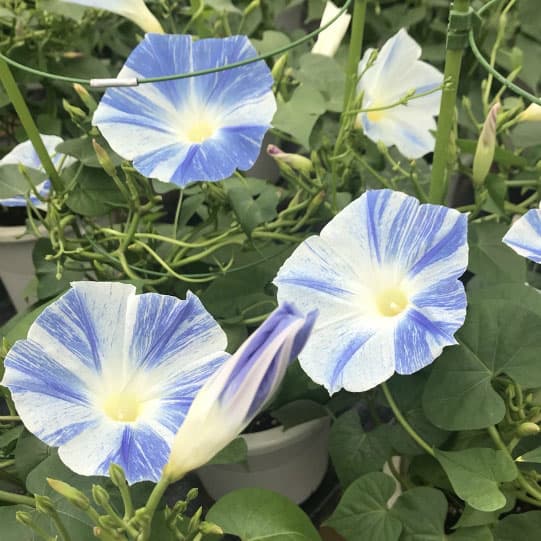 アサガオ（朝顔）：マジックオーシャン　6号鉢植え