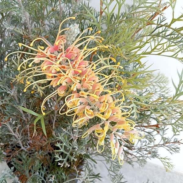 [ザ・ファームセレクト]グレビレア：クリームパッション7号鉢植え