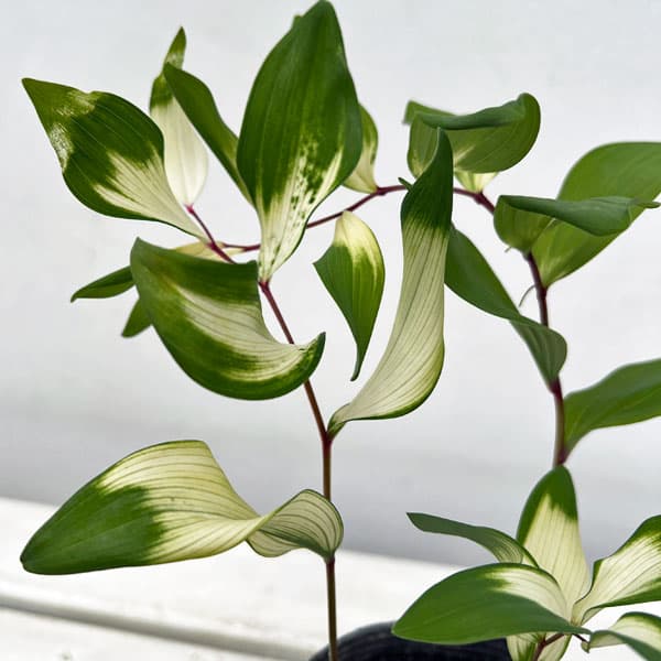 アマドコロ：白虎斑入り3号ロングポット