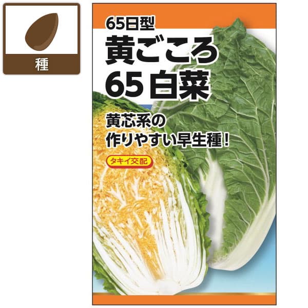 ハクサイ：タキイ交配 黄ごころ65白菜[野菜タネ　夏秋まき]