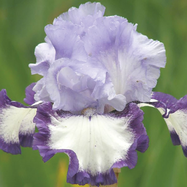 [26年1月中下旬予約]ジャーマンアイリス：ヘブンズエッジ3.5号ポット