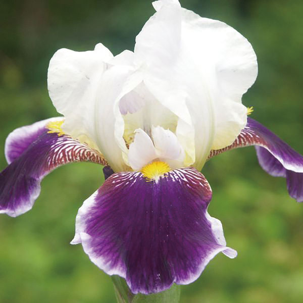 希少/ダイクスメダル受賞花/ハンテッドハート/ジャーマンアイリス/球根