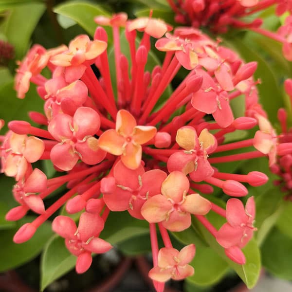 サンタンカ：在来種　4号鉢植え