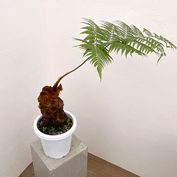 【観葉植物】希少ゴールデンチャウチャウ受皿付 Amazon｜タカワラビ：ゴールデンチャウチャウ（キンモウコウ） 3号
