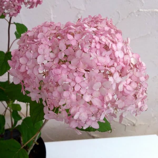 園芸ネット本店｜アジサイ（アメリカ）：ピンクアナベル ピンカーベル2