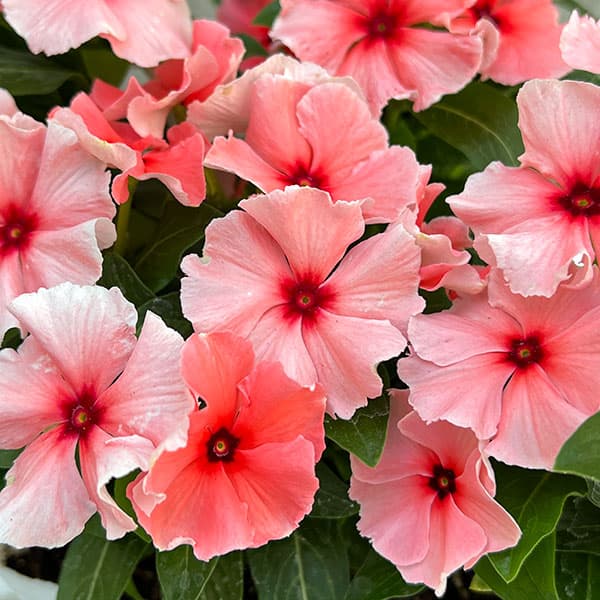 園芸ネット本店｜ニチニチソウ：モネ フリル オレンジ 3.5号ポット の